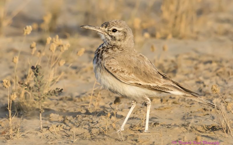 Greater Hoopoe-lark